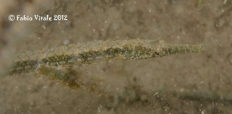 Syngnathus abaster e Syngnathus typhle